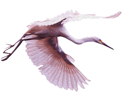 Kaz_Creations  Birds Bird - darmowe png