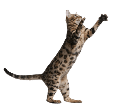 Kaz_Creations Cat Kitten - ücretsiz png