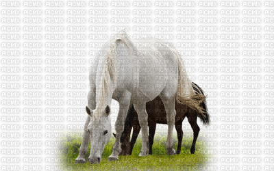 horses-cavalos-chevaux-hästar-animals - png gratuito