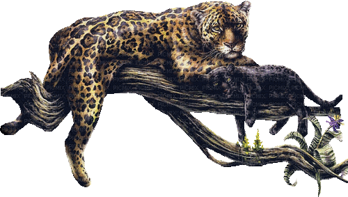 gepard - Darmowy animowany GIF