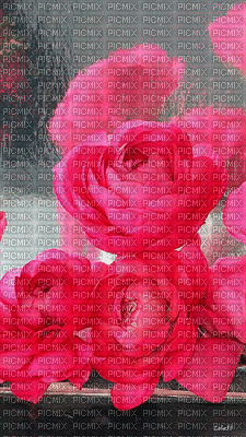 Róże deszcz tusz - Gratis animeret GIF