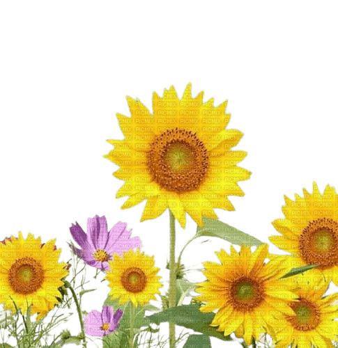 sunflower flower background autumn fall - 免费PNG