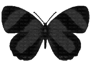 Butterfly - Ingyenes animált GIF