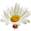 Daisy with Ladybug - 無料のアニメーション GIF