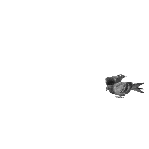 Птица - Ingyenes animált GIF