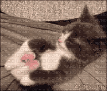 cat kitten meow - Bezmaksas animēts GIF