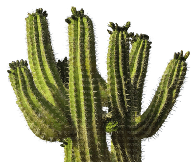 succulent plants bp - 無料png