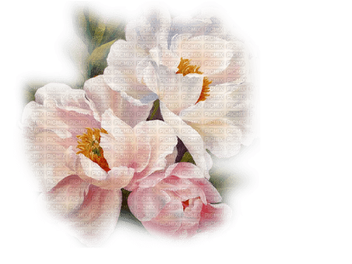 blomma-flowers--pink-rosa - PNG gratuit