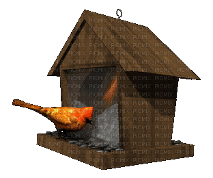 casa pajaro gif  dubravka4 - Ücretsiz animasyonlu GIF