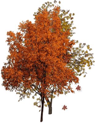 autumn - ilmainen png
