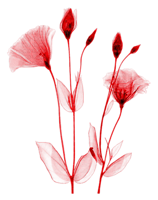 flowers anastasia - zadarmo png