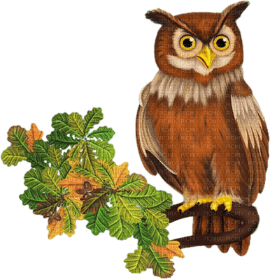 Kaz_Creations Animals Animal Owls  Owl  Birds Bird - 免费PNG