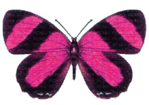 Butterfly - 免费动画 GIF