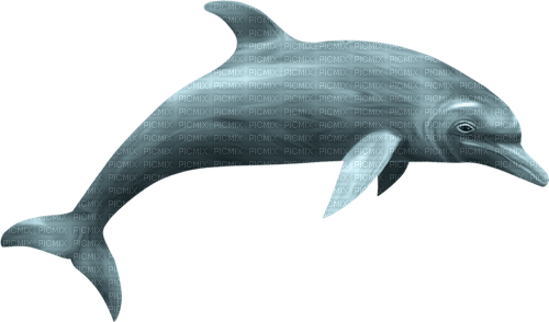 Dolphin.Gray.Grey - png ฟรี