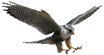 hawk katrin - Безплатен анимиран GIF