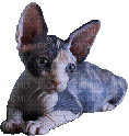 cat - 無料のアニメーション GIF