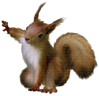 Squirrel bp - Gratis animeret GIF