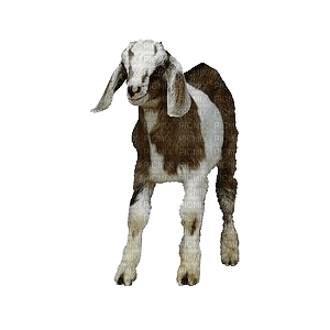 goat - kostenlos png