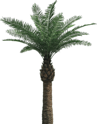 palm trees bp - безплатен png