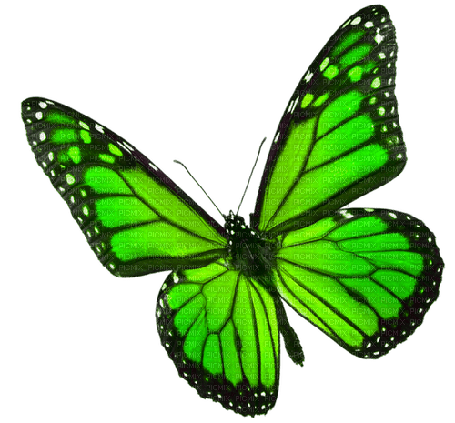 Butterfly.Green - ingyenes png