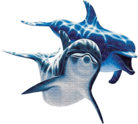 Kaz_Creations Dolphins Dolphin - δωρεάν png