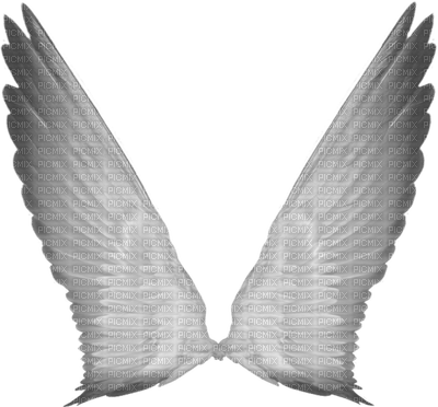 wing - PNG gratuit