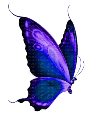 mariposa - ücretsiz png