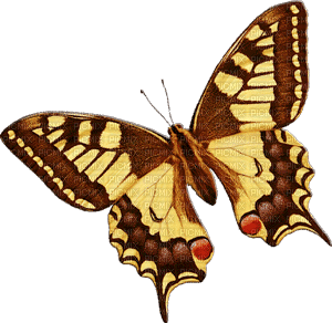 Y.A.M._Summer butterfly - Nemokamas animacinis gif