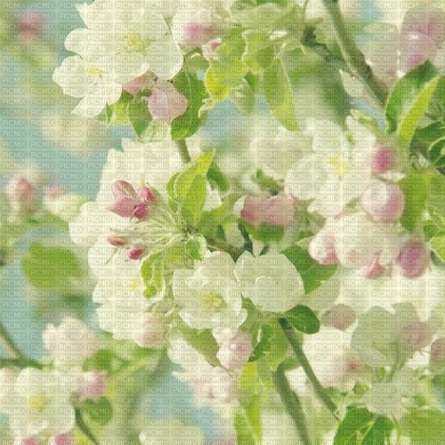 Background Apple Blossom - zadarmo png