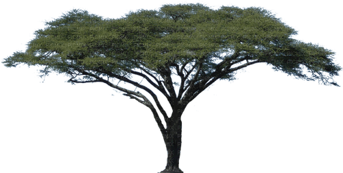 Дерево - nemokama png