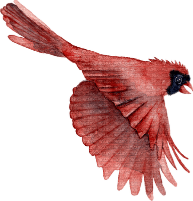 birds katrin - ücretsiz png