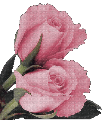 rose - Δωρεάν κινούμενο GIF