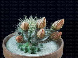 cactus flowers - Gratis animerad GIF