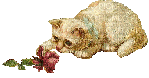 chaton rose - GIF animé gratuit