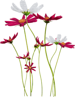 Flores - besplatni png
