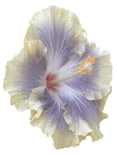 pretty flower - Free PNG