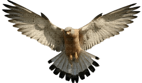 Kaz_Creations Eagle Bird - bezmaksas png