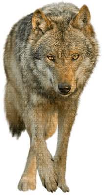 wolf - kostenlos png