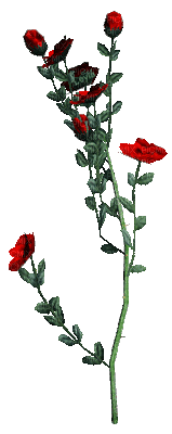 fleur rouge.Cheyenne63 - 免费动画 GIF