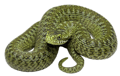 snakes bp - darmowe png