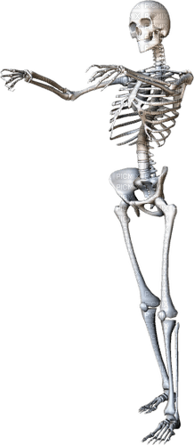Skeleton Bb2 - PNG gratuit