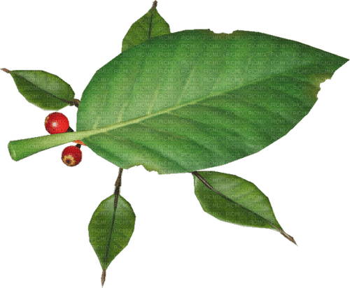 skitter leaf - PNG gratuit
