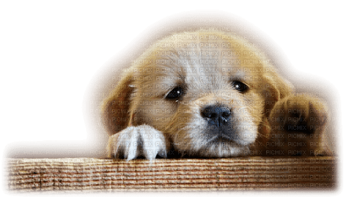 hund--dog - PNG gratuit