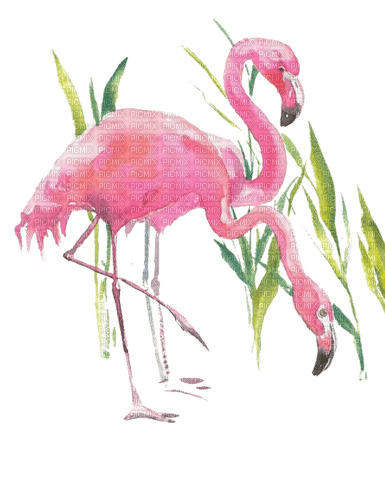Vögel, Flamingos, Aquarelle - безплатен png