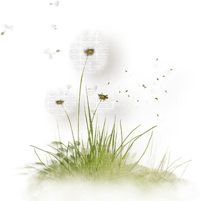 cecily-fleurs (pissenlits) - nemokama png