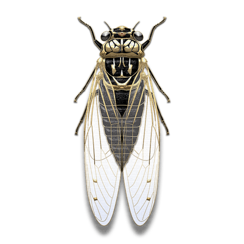 cicada - ingyenes png