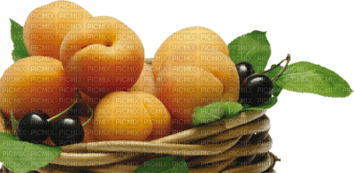 fruit apricots bp - ilmainen png