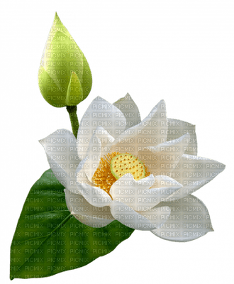 lotus flowers bp - фрее пнг