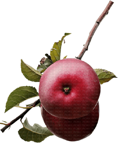 Kaz_Creations Apples-Fruit - png gratuito
