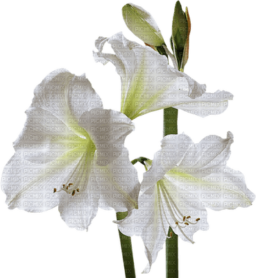 białe lilie - zadarmo png